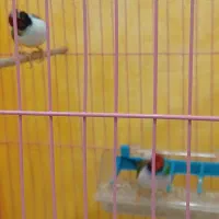 جفت فنچ گلدین زیبا|پرنده|داران, |دیوار