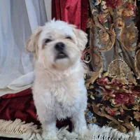 سگ واگذاری شناسنامه دار|سگ|تهران, سعادت‌آباد|دیوار