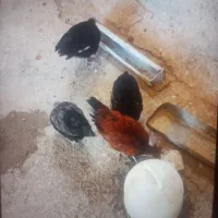 ۴عددجوجه ۳ماهه