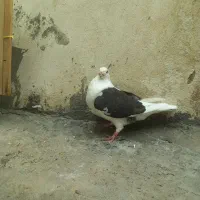 دوکت|پرنده|شوشتر, |دیوار