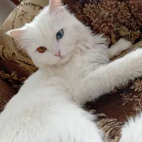 گربه پرشین عروسکی