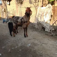 بزجنس پاکستانی