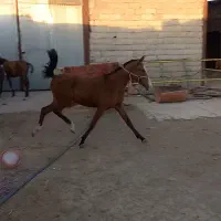 کره اسب مادیان|اسب و تجهیزات اسبسواری|شهرکرد, |دیوار