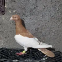 مجسمه کفتر