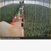 استخدام کارگر جهت کار در گلخانه منطقه تیران و کرون