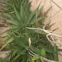 کاکتوس آلویرا