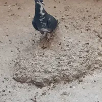 کبوتر