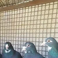 کفتر نرماده دونه ای ۵۰۰