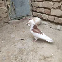 کبوتر پشت طوق|پرنده|سراوان, |دیوار