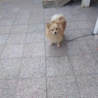 سلام پامرروباهی خوشرنگ تربییت شده قیمت ۹|سگ|بیرجند, |دیوار