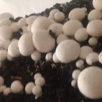 قارچ دکمه ایی|خوردنی و آشامیدنی|شیراز, عادل آباد|دیوار