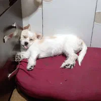 پاپی اشپیتز ماده