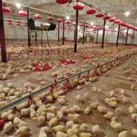 استخدام کارشناس علوم دامی