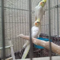 یک جفت عروس هلندی نروماده