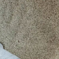 برنج درجه ۱