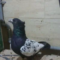 کفترسینه نرو ماده