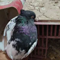 کفتر گمشده طاهر اباد