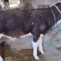 گوساله نر سیمینتال|حیوانات مزرعه|پاپی, |دیوار