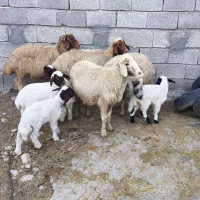 گوسفند و بره|حیوانات مزرعه|بدره, |دیوار