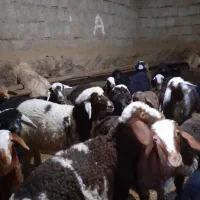 گوسفند داشتی|حیوانات مزرعه|بیلوار, |دیوار