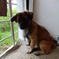 واگذاری سگ اشپیز