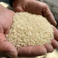 برنج کامفیروزی