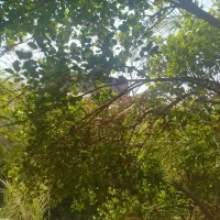لیمو درجه یک کلیو200 عمده تخفیف هم دارد