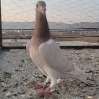 کفتر پرنده|پرنده|بجنورد, |دیوار