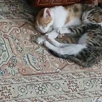 واگذاری دو تا وروجک