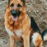 سگ ژرمن گمشده (شهرقدس)دزدیده شده