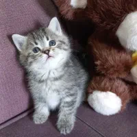 گربه بریتیش