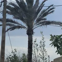 هرس نخل|گل و گیاه طبیعی|شیراز, شهرک مدرس|دیوار