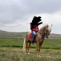 اسب نریان به رنگ سمند یال و دم شسته ۶ساله|اسب و تجهیزات اسب‌سواری|هشترود, |دیوار