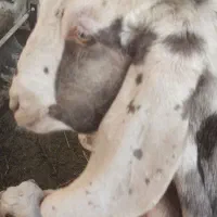 فروش کهره های داشتی|حیوانات مزرعه|فراشبند, |دیوار