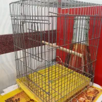 قفس طوطی بسیار سنگین صحیح سالم|لوازم جانبی حیوانات|اردبیل, |دیوار