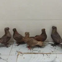 کبوتر|پرنده|شاهینشهر, شهرک هشت بهشت|دیوار