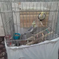 عروس هلندی|پرنده|فردوسیه, |دیوار