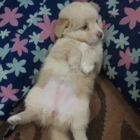 واگزاری طوله ماده اشپیتز|سگ|رشت, هلال احمر|دیوار