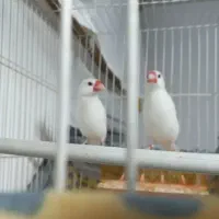 نرگسی با جوجه