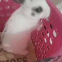 خرگوش|موش و خرگوش|آزادشهر, |دیوار