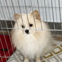 حیوانات خانگی