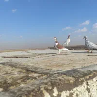 کبوتر|پرنده|اقبالیه, |دیوار