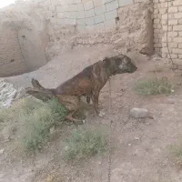 سرابی ماده|سگ|شراء, |دیوار