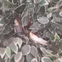 عروس هلندی|پرنده|فلارد, |دیوار