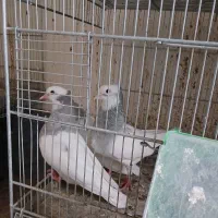 کبوتر طوق آبی وشازده ای|پرنده|شیراز, عادل آباد|دیوار