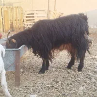 بز چپر با بره