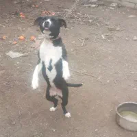 پیتبول ماده چهارونیم ماه