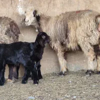 دو راس میش بره دار  بره نرهست|حیوانات مزرعه|طسوج, |دیوار