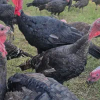 فروش بوقلمون و مرغ هر کدام ۱۰۰ عدد، تکی فروش داریم|حیوانات مزرعه|میاندوآب, |دیوار