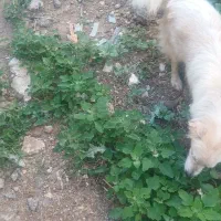 سگ پاکوتا